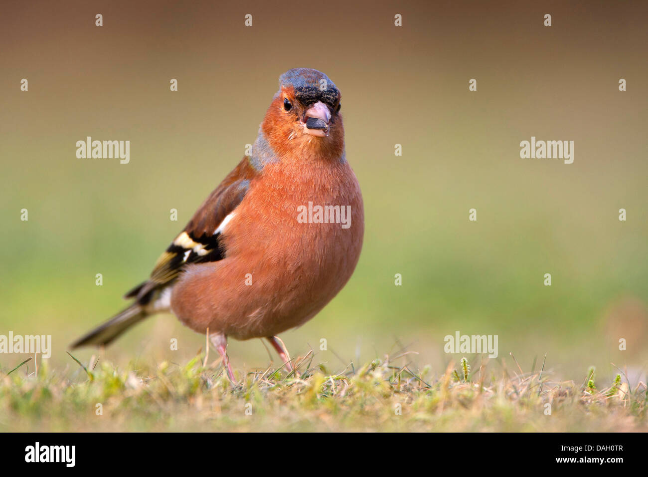 Chaffinch (Fringilla coelebs), sur le terrain avec un noyau dans le bec, Belgique Banque D'Images