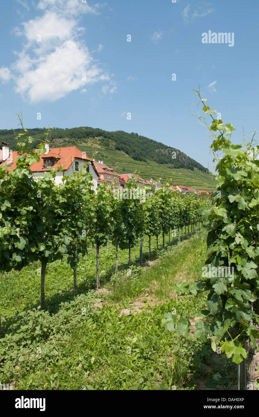 Treillis en vignobles, Weissenkirchen in der Wachau, dans la vallée du Danube, en Basse-Autriche. Banque D'Images