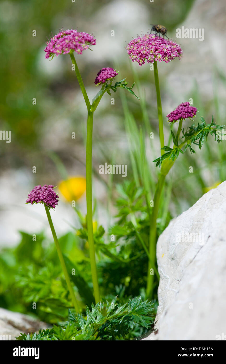 Feuilles de céleri livèche (le Ligusticum mutellina), la floraison, l'Allemagne, la Bavière Banque D'Images