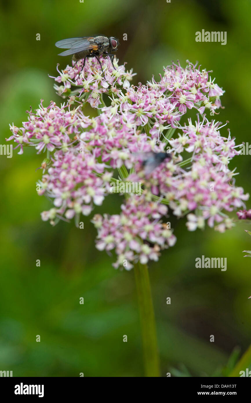 Feuilles de céleri livèche (le Ligusticum mutellina), qui fleurit avec fly, Germany Banque D'Images