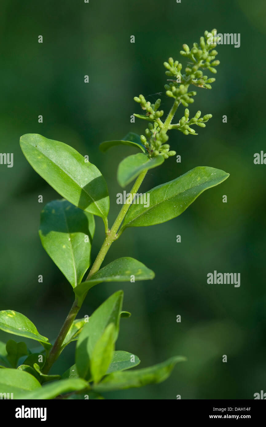 Troène commun, troène doré, troène, sauvages, prim'troène (Ligustrum vulgare), inflorescene en bouton, Allemagne Banque D'Images