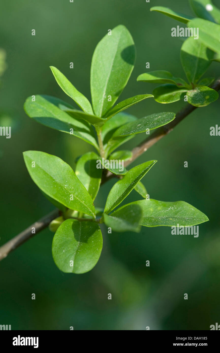 Troène commun, troène doré, troène, sauvages, prim'troène (Ligustrum vulgare), cède à une brindille, Allemagne Banque D'Images