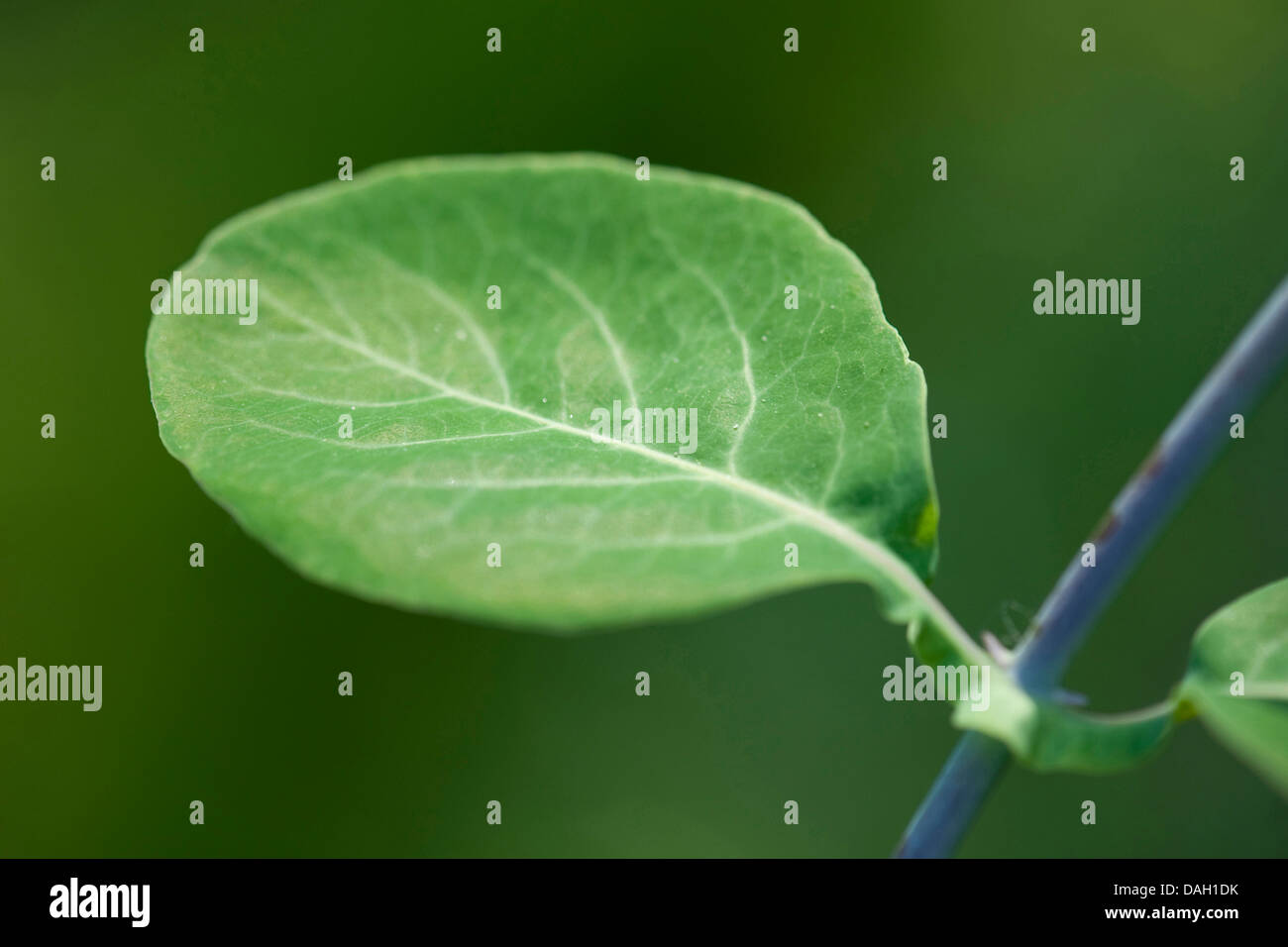 Chèvrefeuille italien, italien, woodbine perfoliate chèvrefeuille (Lonicera caprifolium), leaf Banque D'Images