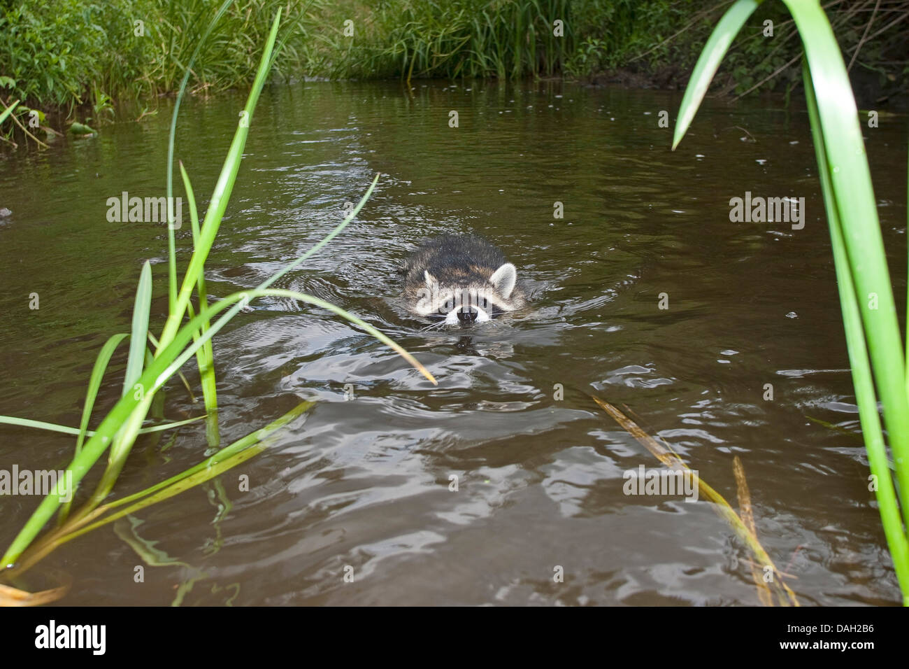 Politique raton laveur (Procyon lotor), 4 mois mâle nageant dans le ruisseau, Allemagne Banque D'Images