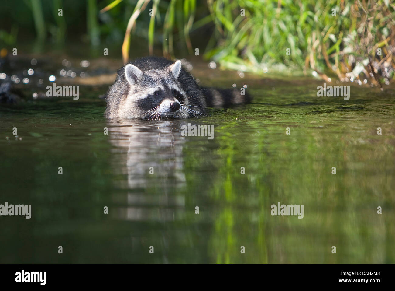 Politique raton laveur (Procyon lotor), à l'âge de six mois, mâle, dans l'eau peu profonde d'un ruisseau, Allemagne Banque D'Images
