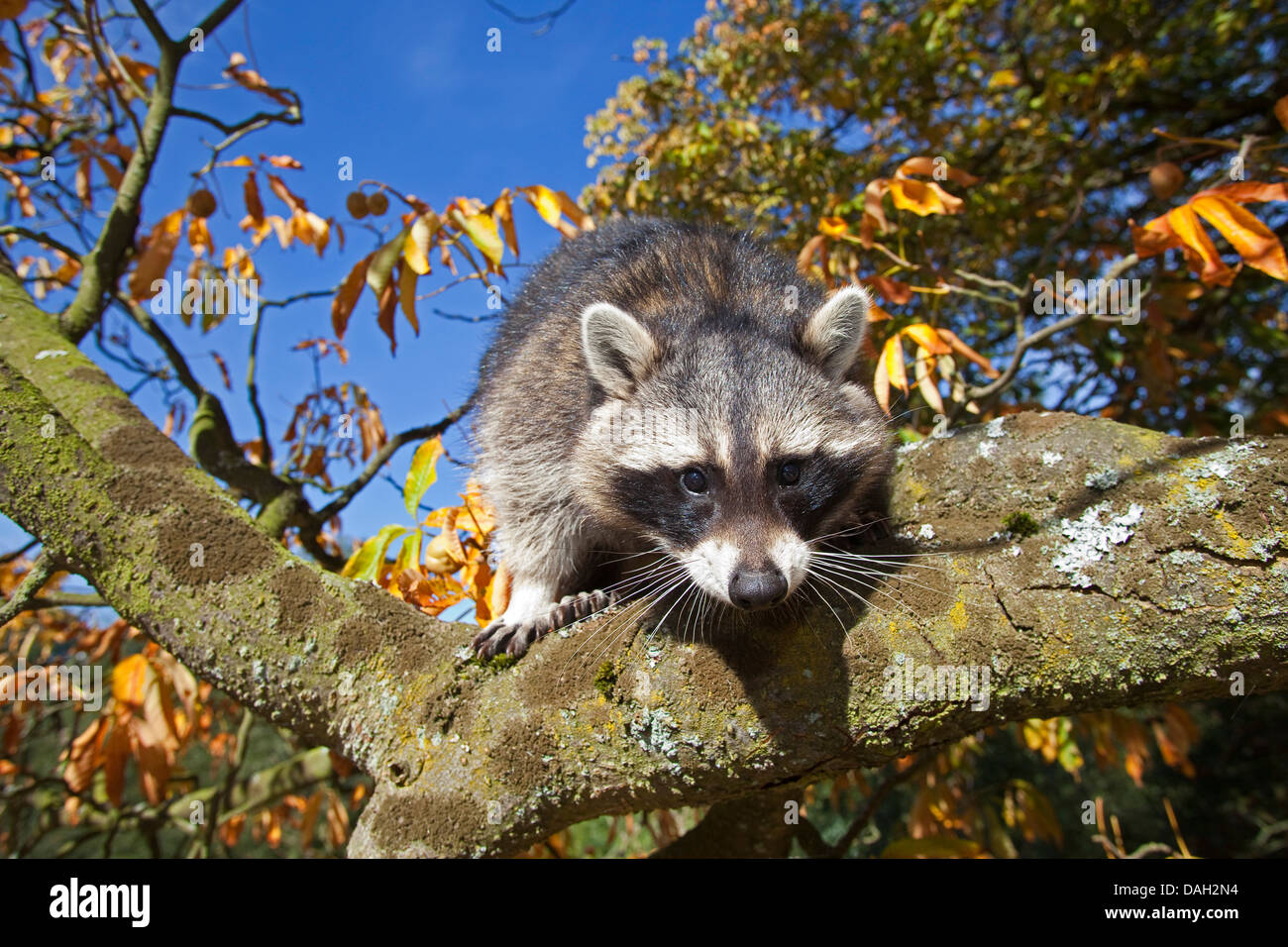 Politique raton laveur (Procyon lotor), six mois d'escalade dans un arbre mâle, Allemagne Banque D'Images