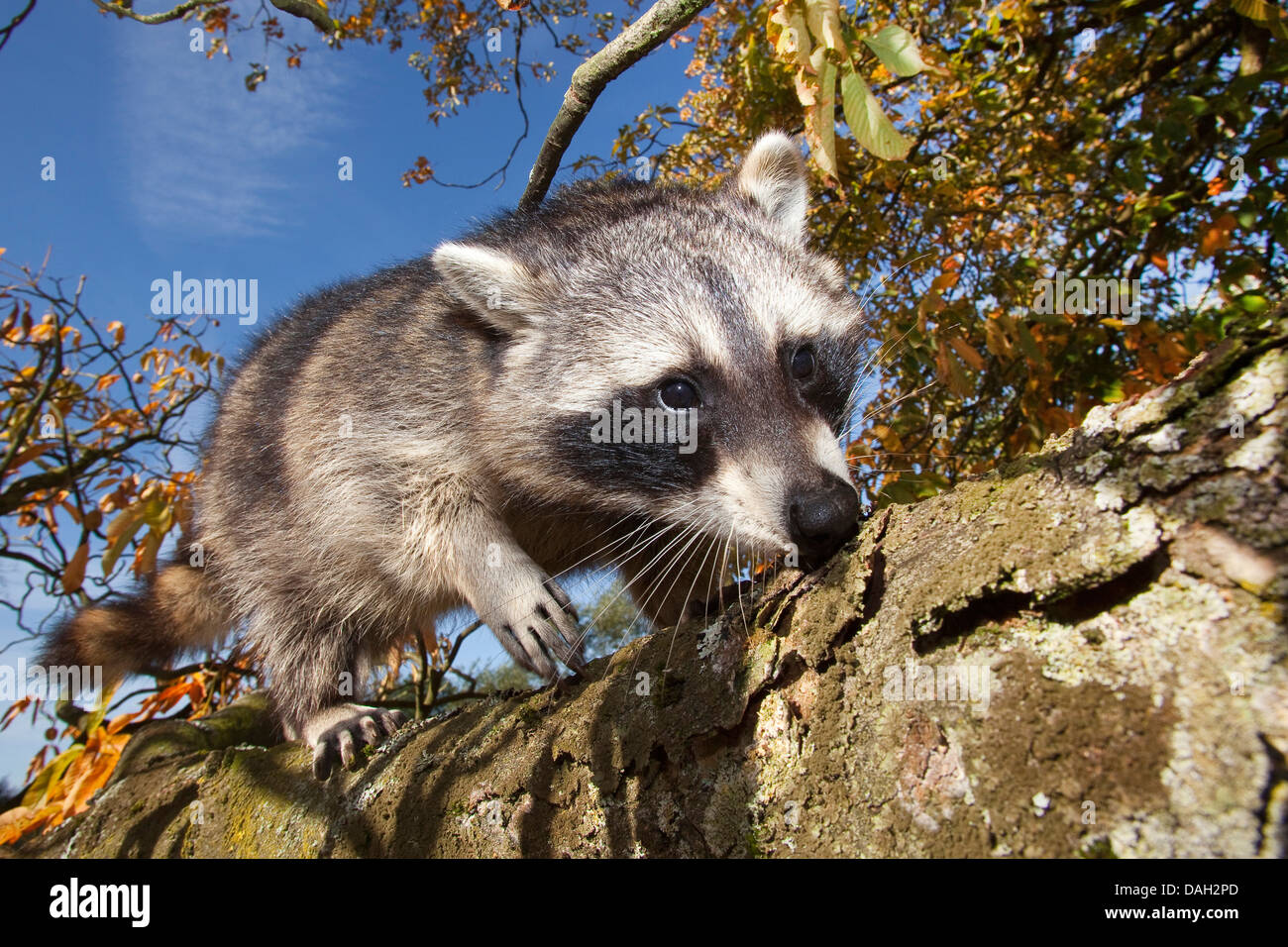 Politique raton laveur (Procyon lotor), six mois d'escalade dans un arbre mâle, Allemagne Banque D'Images