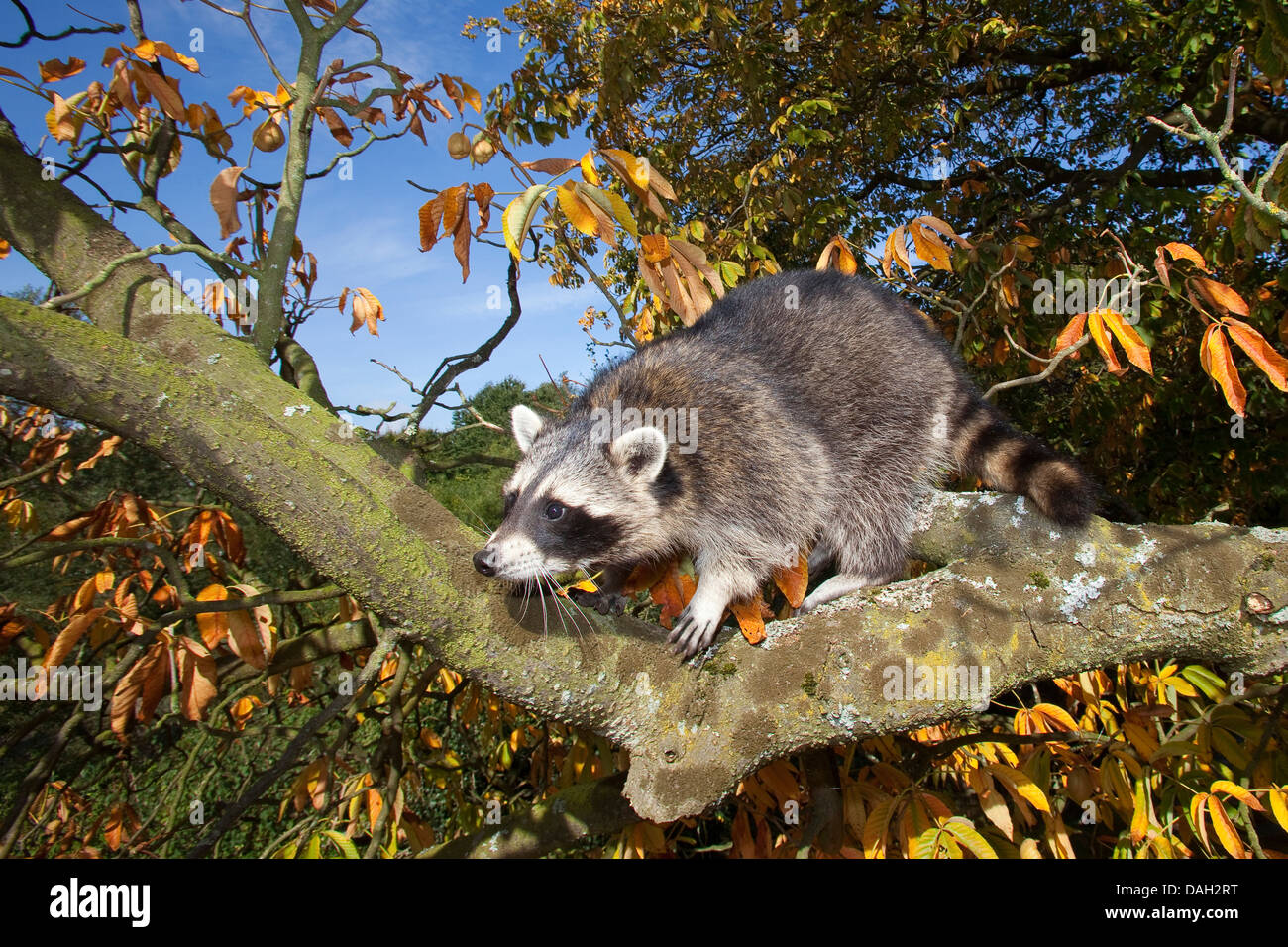 Politique raton laveur (Procyon lotor), six mois d'escalade dans un arbre mâle, Allemagne Banque D'Images