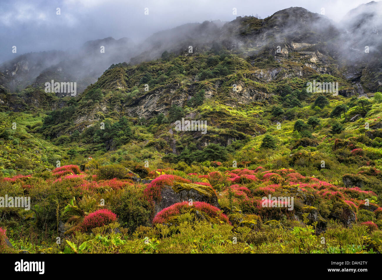 Pistes de haute montagne enveloppée de nuages et les plantes alpines près de Tawang, dans l'ouest de l'Arunachal Pradesh, au nord-est de l'Inde. Banque D'Images Pistes de haute montagne enveloppée de nuages et les plantes alpines près de Tawang, dans l'ouest de l'Arunachal Pradesh, au nord-est de l'Inde. Banque D'Images