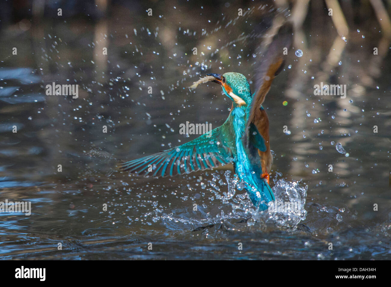 River Kingfisher (Alcedo atthis), homme à partir de poisson hors de l'eau, de l'Allemagne, de Bavière, Isental Banque D'Images