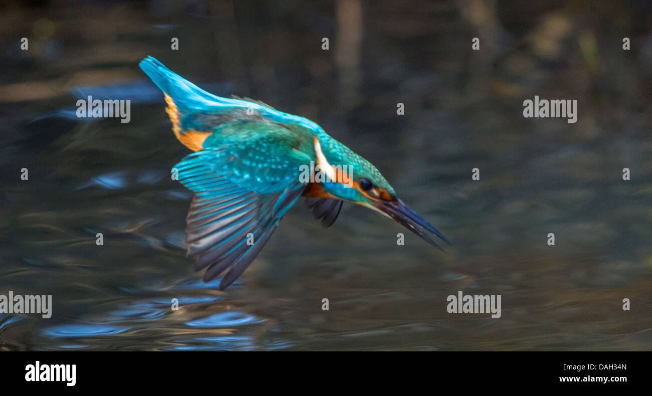 River Kingfisher (Alcedo atthis), la chasse au mâle surface de l'eau, de l'Allemagne, de Bavière, Isental Banque D'Images