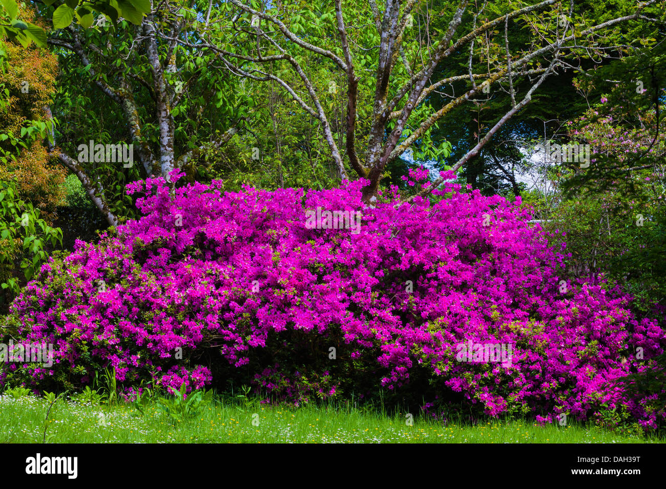 Rhododendron (Rhododendron spec.), à l'Tregwainton Jardin, Royaume-Uni, Cornwall, Penzance Banque D'Images