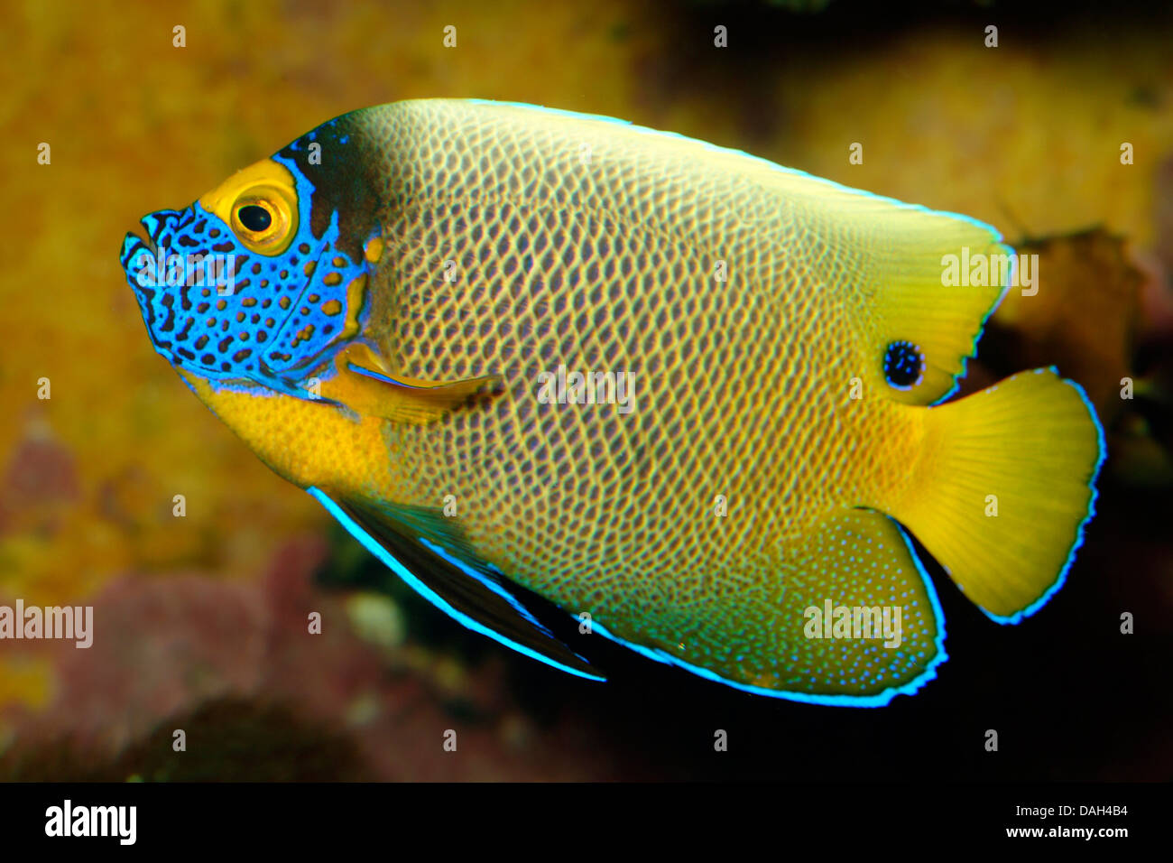 Face jaune-bleu-poissons-anges, poissons-anges, poissons-anges face yellowface (Pomacanthus xanthometopon), natation Banque D'Images