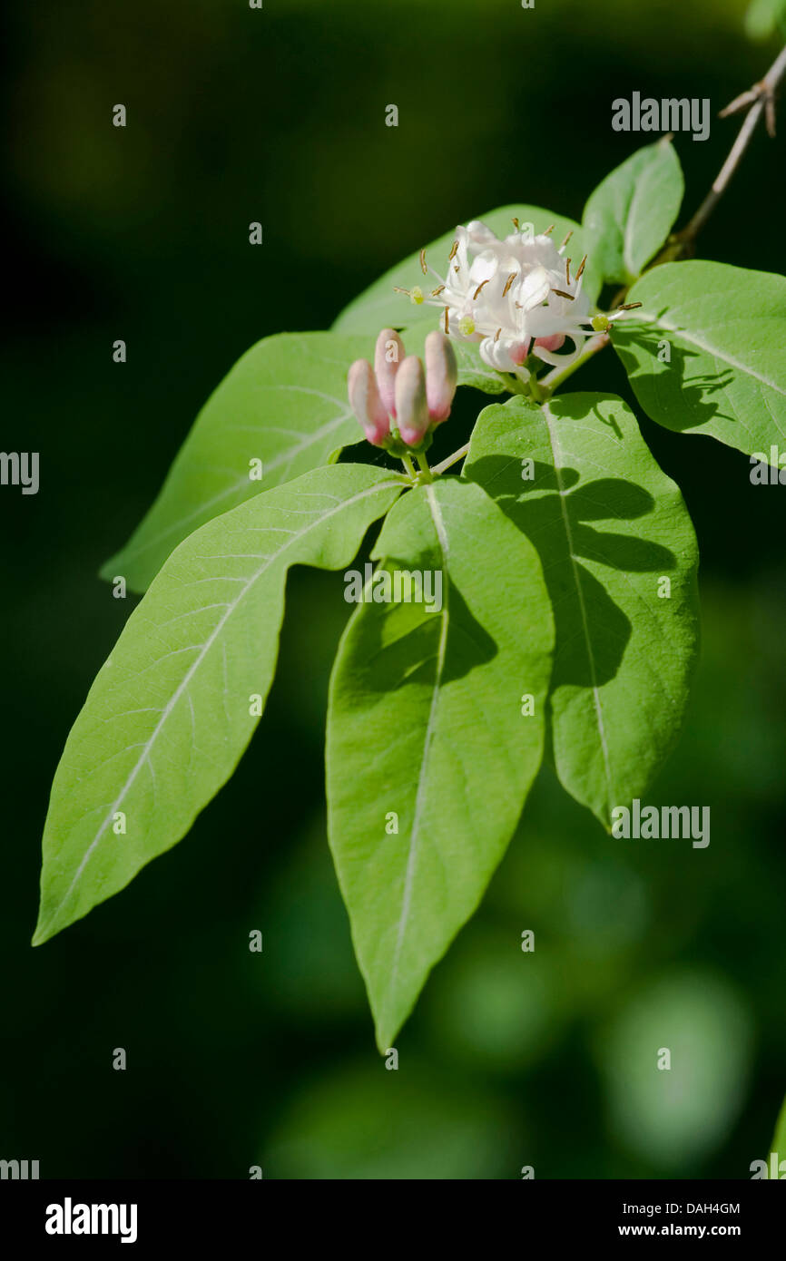 Chèvrefeuille (Lonicera nigra noir), de la direction générale avec des fleurs Banque D'Images