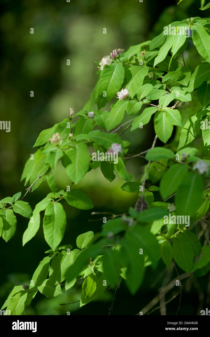 Chèvrefeuille (Lonicera nigra noir), des branches avec des fleurs Banque D'Images