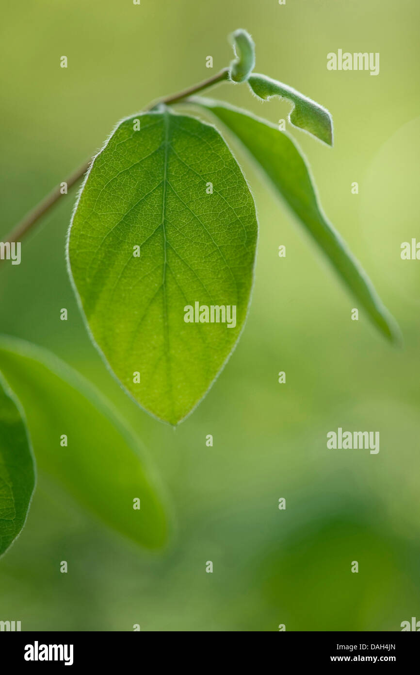 Chèvrefeuille (Lonicera fly européenne xylosteum), feuille, Allemagne Banque D'Images