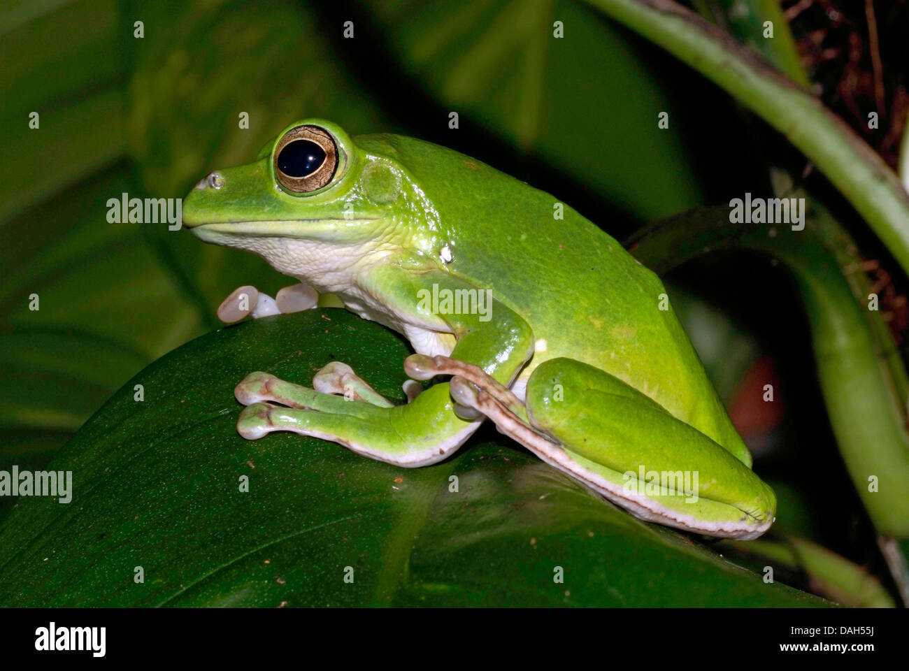 Blanford's frog à fouetter, Asiatique, Asiatique rainette de vol à voile de la grenouille rainette, Chinois, Chinois (Rhacophorus dennysi grenouille de vol), sur une feuille Banque D'Images