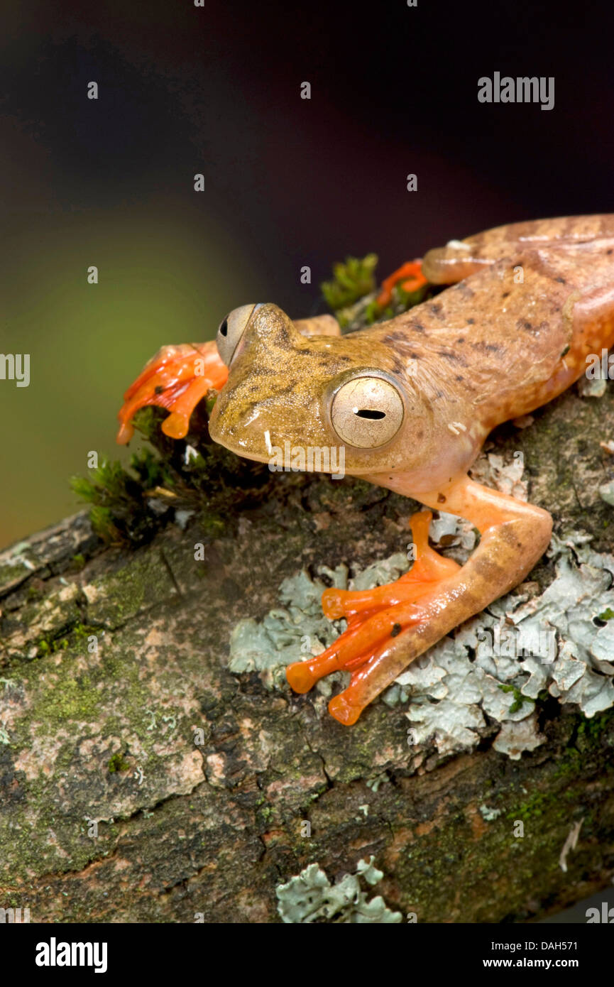 Gliding tree frog (Rhacophorus pardalis), sur la branche avec les lichens Banque D'Images