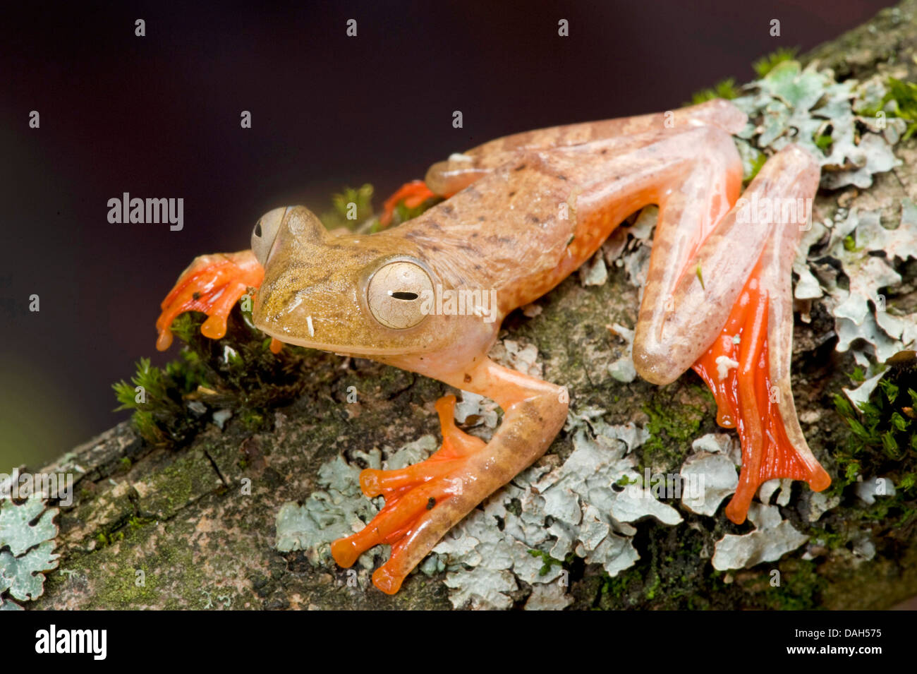 Gliding tree frog (Rhacophorus pardalis), sur la branche avec les lichens Banque D'Images