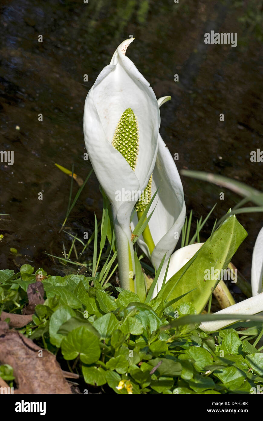 Chou blanc, blanc énorme spathe (Lysichiton camtschatcensis), blooming Banque D'Images