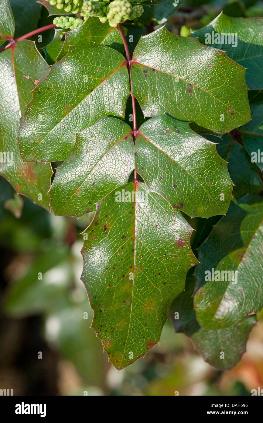 C Rotundifolia Stock Photos C Rotundifolia Stock Images Alamy