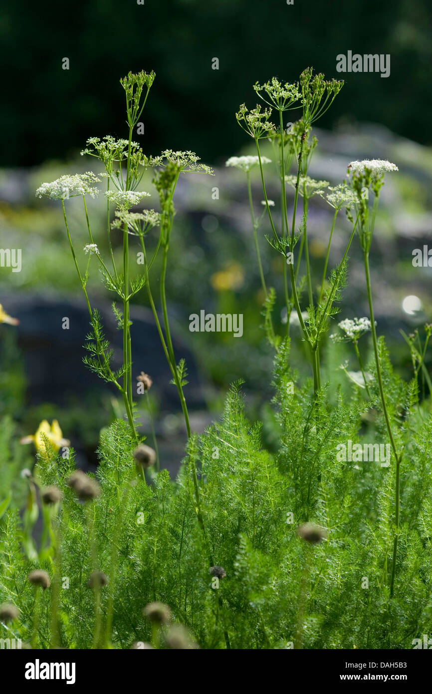 Spignel (Meum athamanticum), la floraison, l'Allemagne, la Mission d' BG Banque D'Images