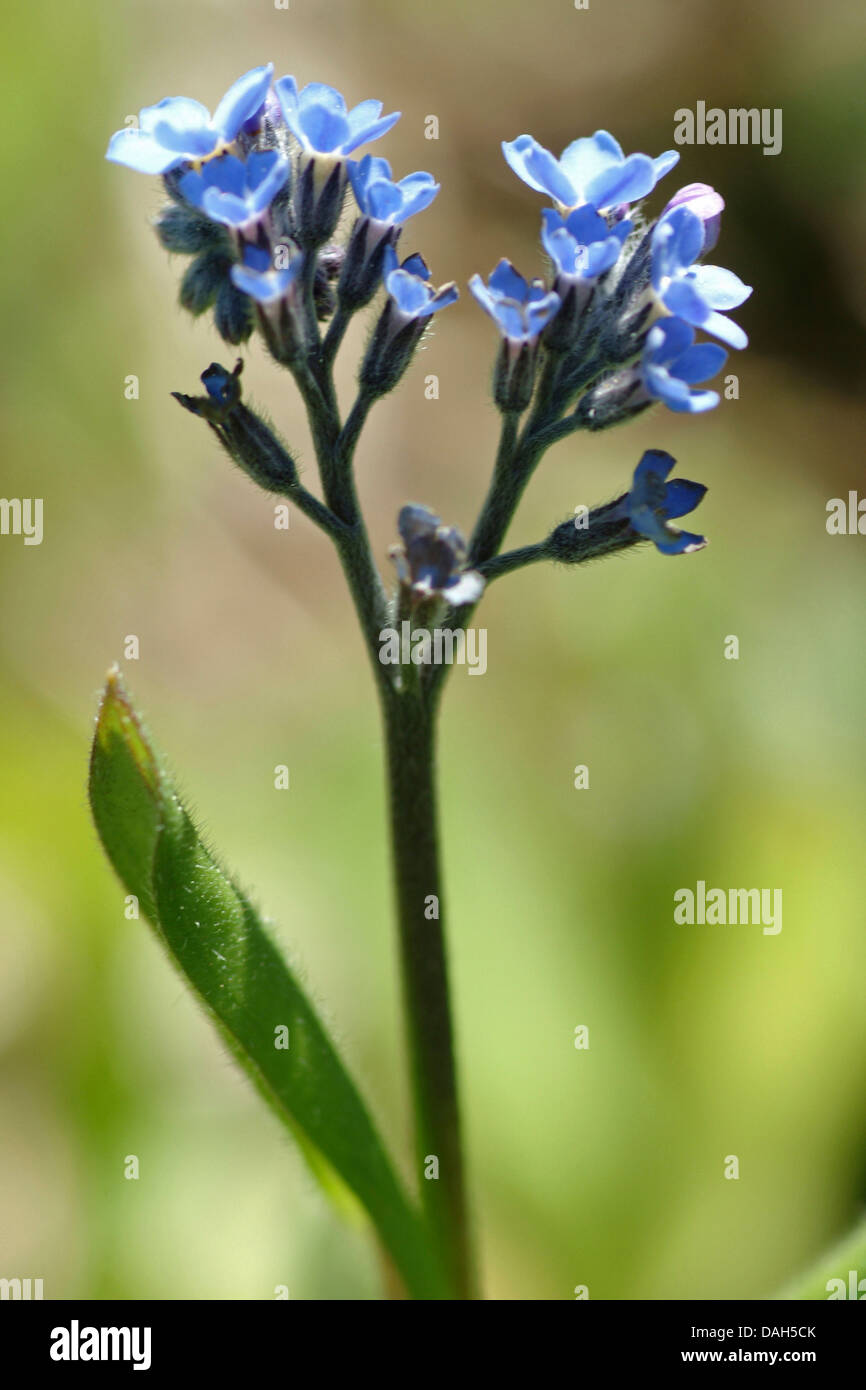 Alpine forget-me-not (Myosotis alpestris), la floraison, la Suisse, l'Oberland bernois Banque D'Images