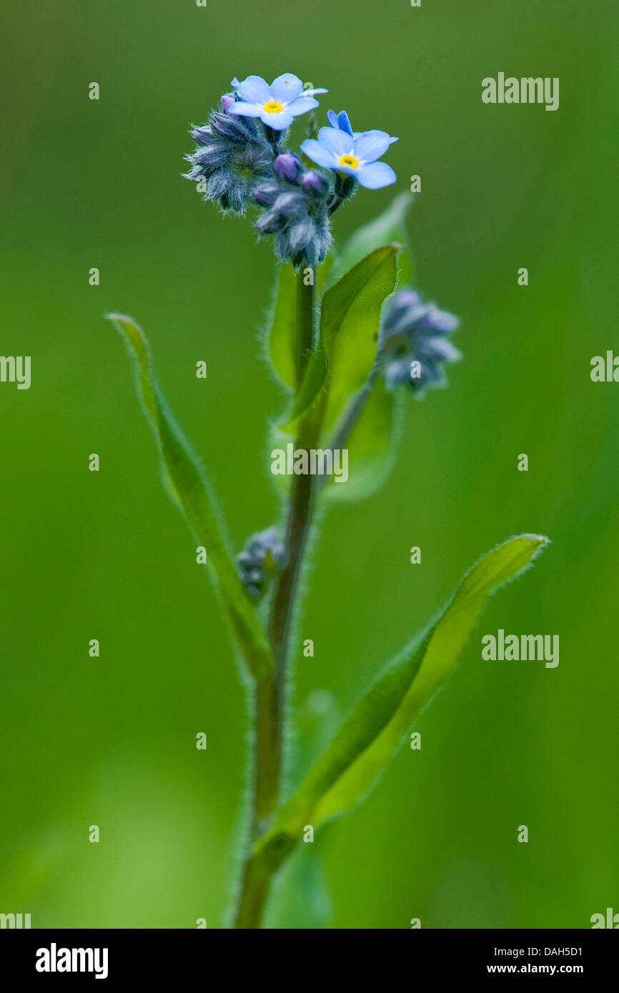 Alpine forget-me-not (Myosotis alpestris), blooming, Suisse Banque D'Images