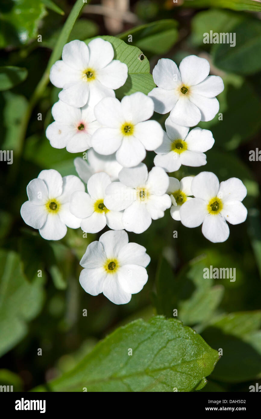 Alpine forget-me-not (Myosotis alpestris), qui fleurit blanc, Suisse Banque D'Images