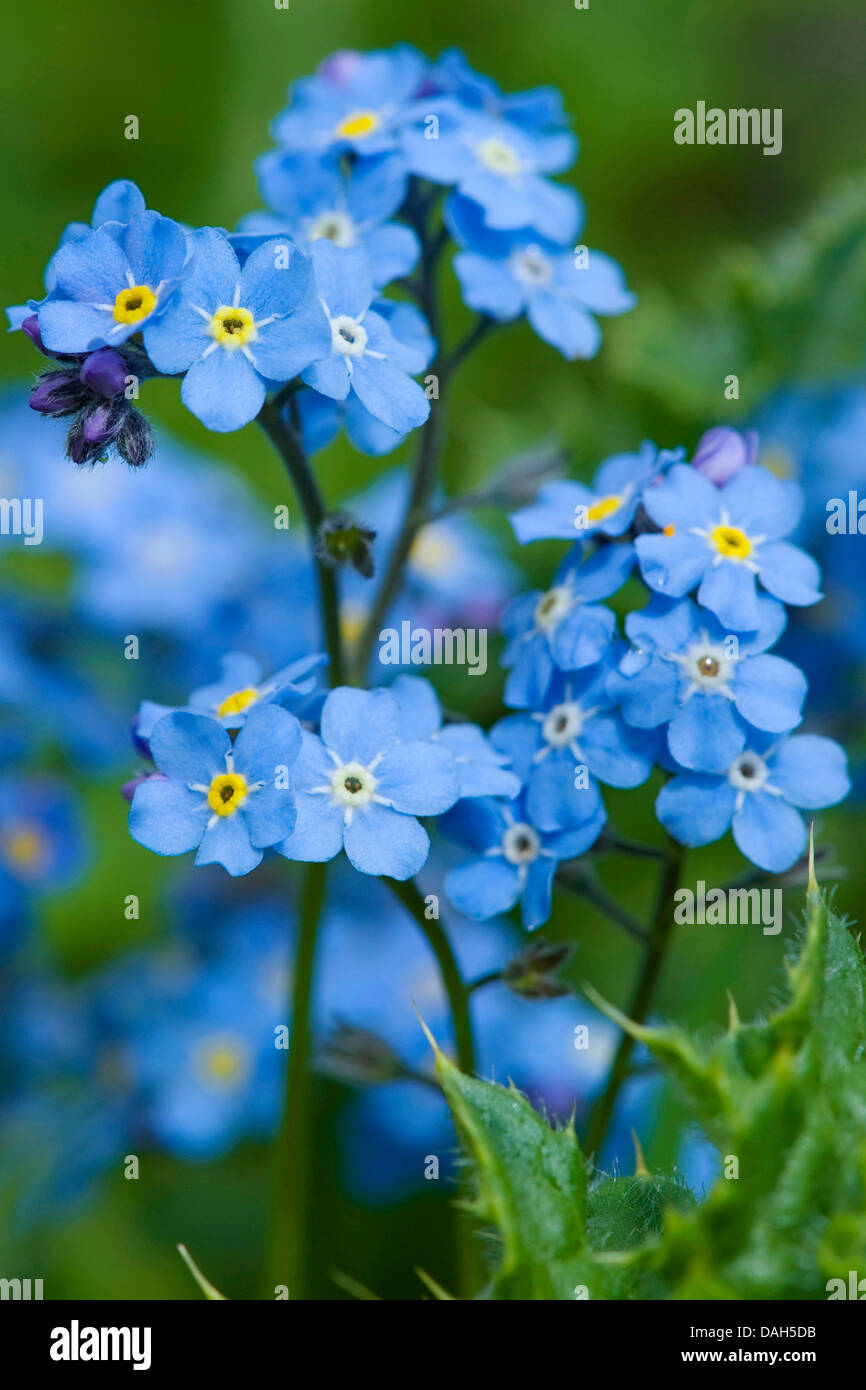 Alpine forget-me-not (Myosotis alpestris), blooming, Suisse Banque D'Images