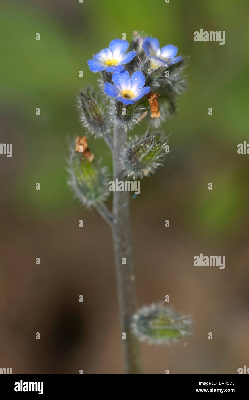 Début de forget-me-not (Myosotis ramosissima), inflorescence, Allemagne Banque D'Images