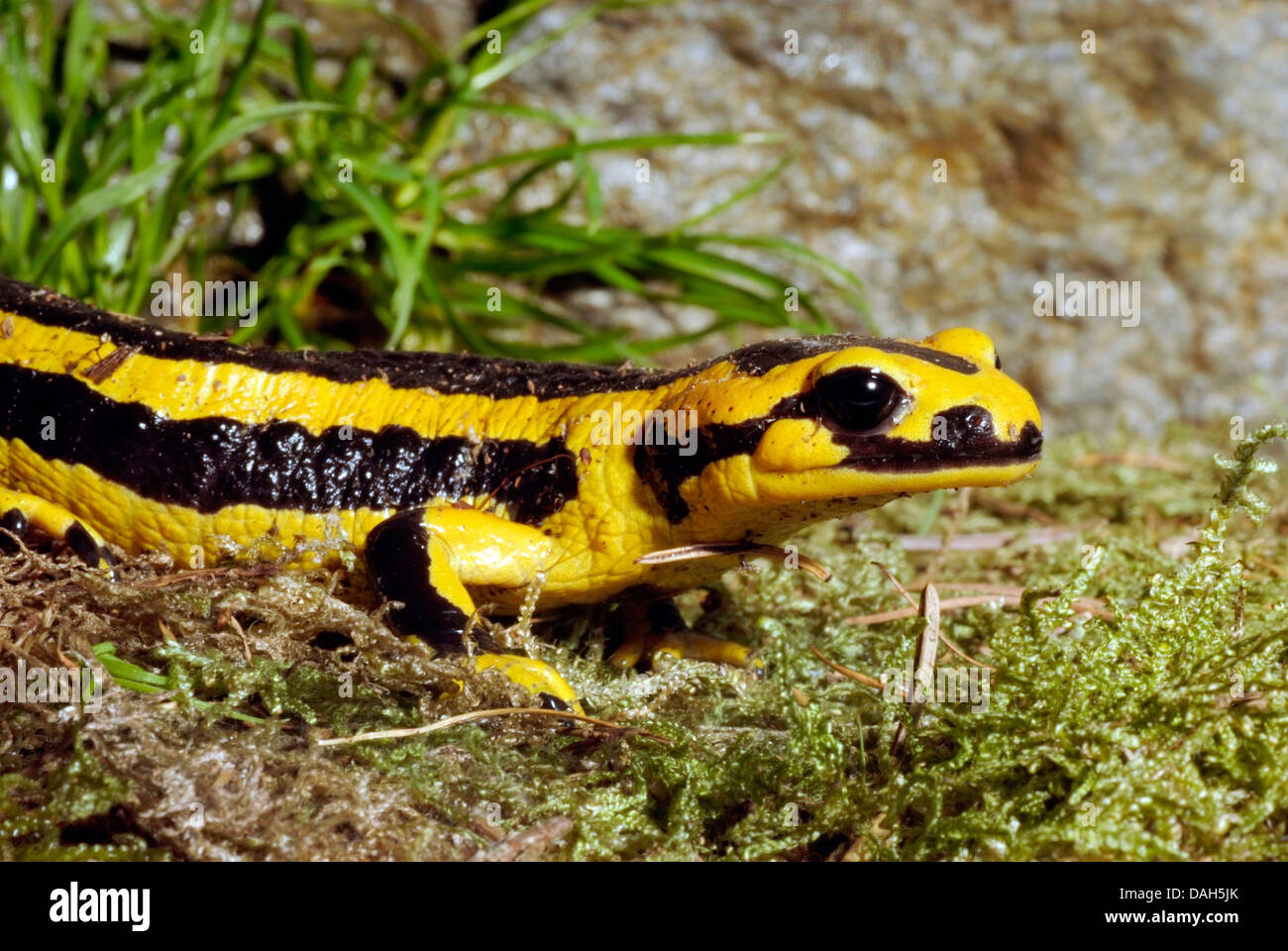 Salamandre terrestre des Pyrénées (Salamandra salamandra fastuosa — free download