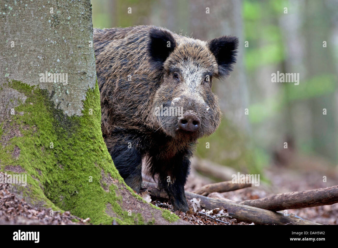 Le sanglier, le porc, le sanglier (Sus scrofa), peering tusker derrière un tronc d'arbre, Belgique Banque D'Images