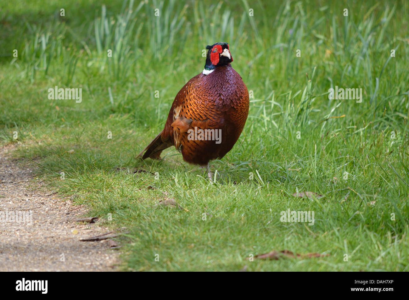 Faisan, Faisan mâle Banque D'Images