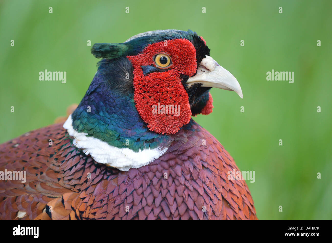 Le Faisan mâle dans l'herbe Banque D'Images