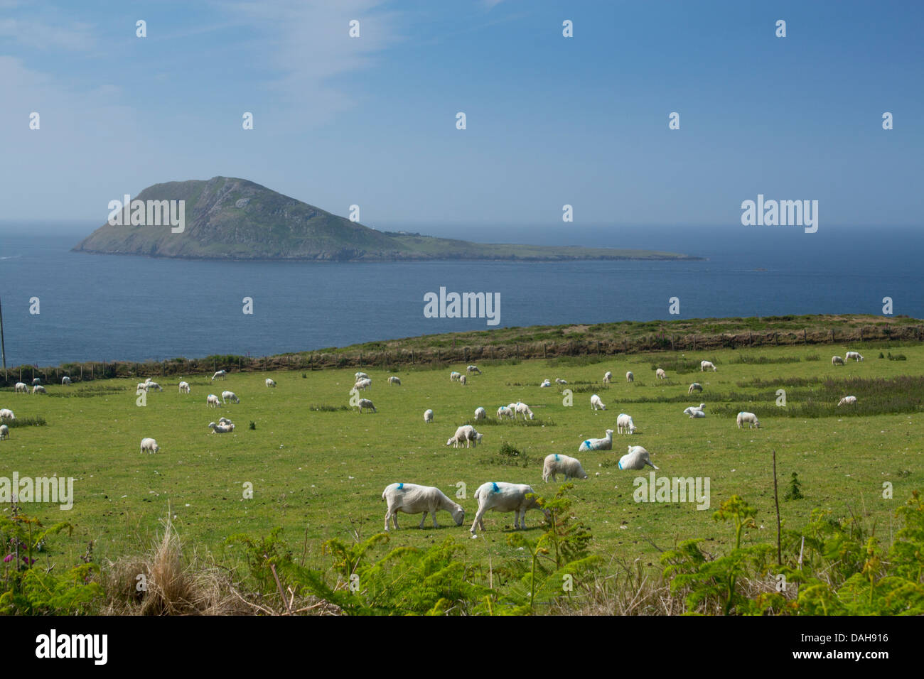 Bardsey Island Ynys Enlli moutons en premier plan Llŷn Peninsula Gwynedd North Wales UK Banque D'Images