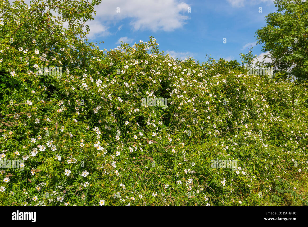 Wild dog rose, rosa canina, en fleurs, grandissant dans l'auburn. Banque D'Images