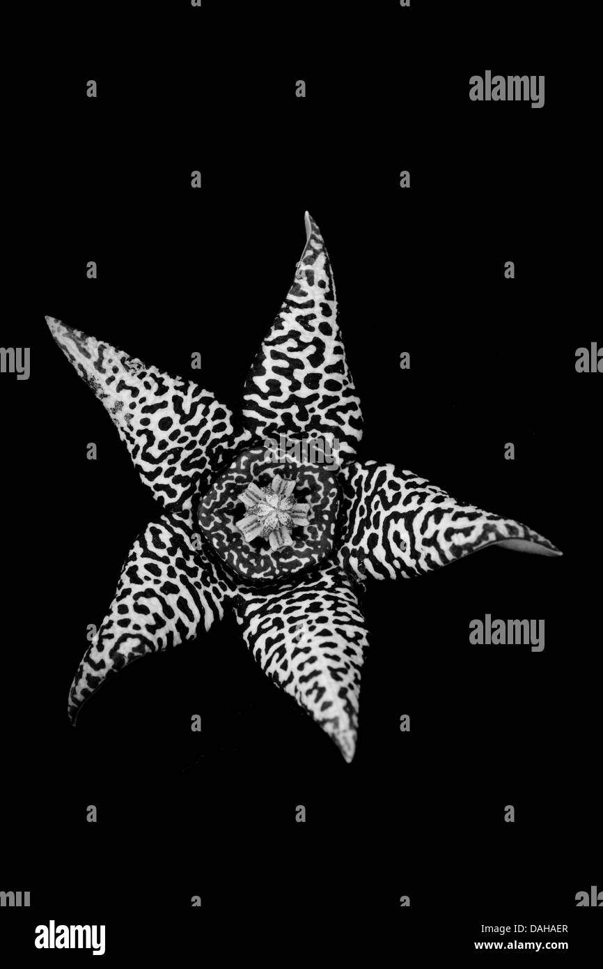 Usine de Starfish, Orbea variegata, dans un jardin à Penonome, province de Cocle, République du Panama. Banque D'Images