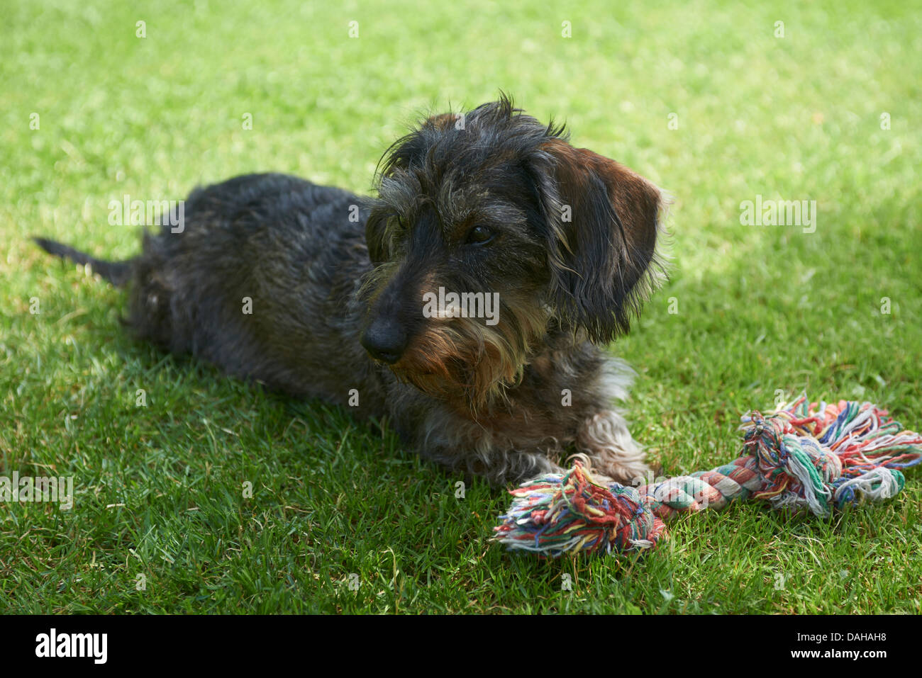 Teckel à poil dur (Canis lupus familiaris) lying on meadow Banque D'Images