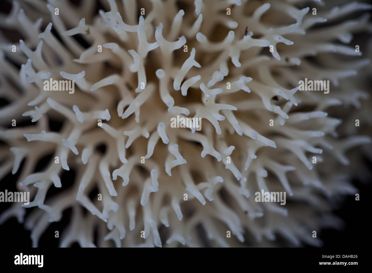 Champignon sur le sol de la forêt tropicale dans la région de Altos de Campana National Park, province de Panama, République du Panama. Banque D'Images