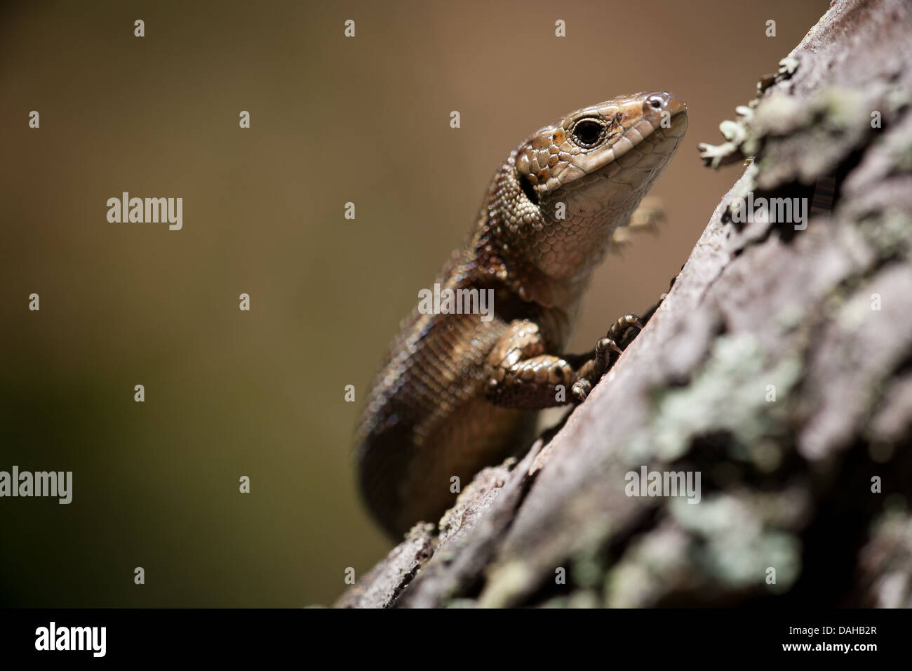 Lézard vivipare Zootoca vivipara,, à Larkollen dans Rygge kommune, Østfold fylke, la Norvège. Banque D'Images