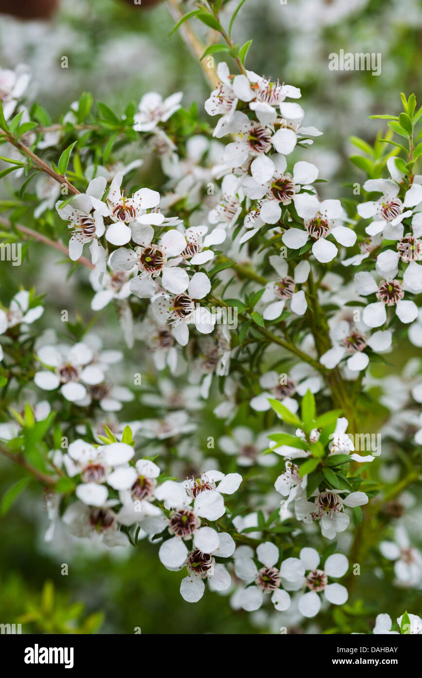 Manuka, Leptospermum scoparium, Close up de fleurs sur un spécimen cultivé le jardin. Banque D'Images