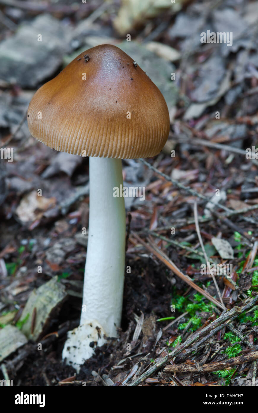 Champignons (Amanita vaginata Grisette) poussant sur le sol de la forêt avec cuvette visible, Charleston Lake Provincial Park, Ontario Banque D'Images