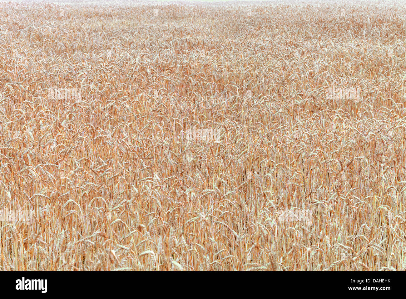 La récolte de blé sur le terrain Banque D'Images
