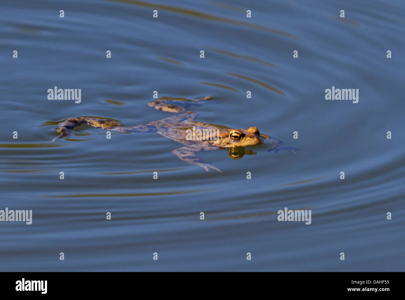 Le crapaud commun Bufo bufo / Banque D'Images