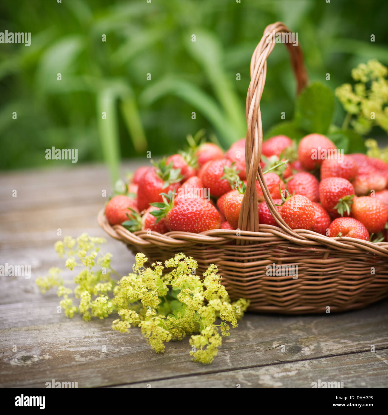 Fraises fraîches dans un panier sur la vieille table en bois, selective focus Banque D'Images