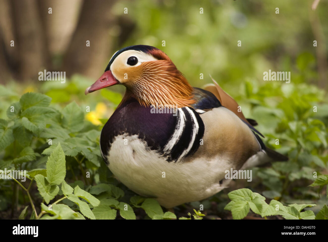 Canard mandarin Aix galericulata, Banque D'Images