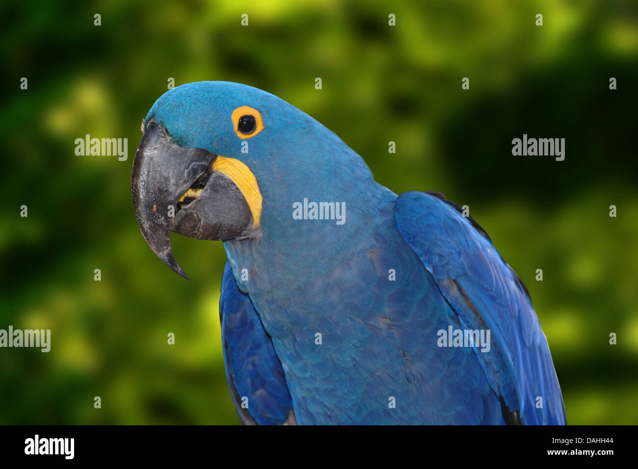 Anodorhynchus hyacinthinus hyacinth macaw, Banque D'Images