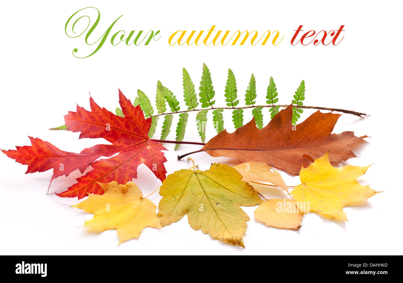 Feuilles d'automne sur un fond blanc. Banque D'Images
