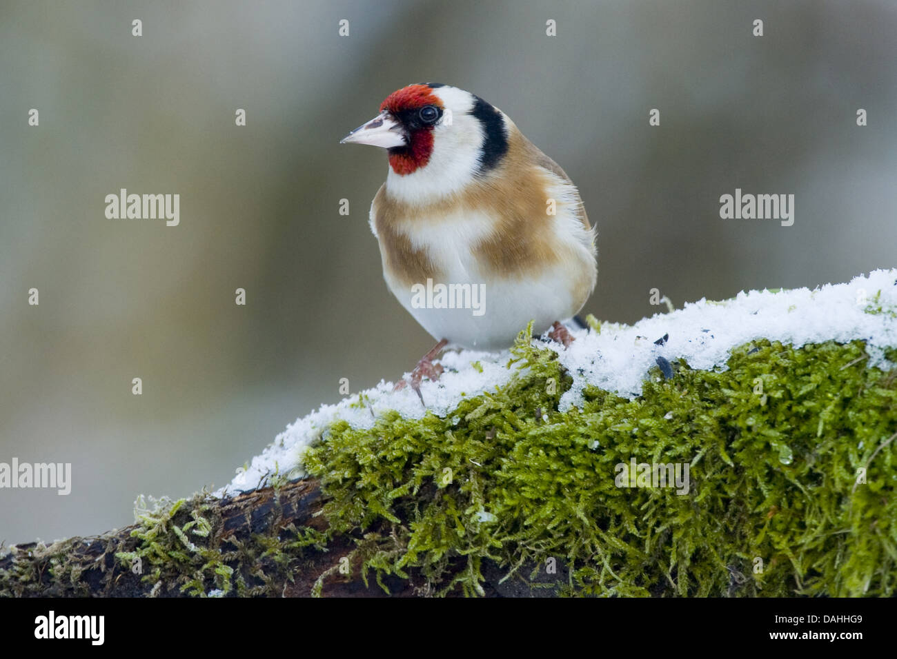 Chardonneret élégant, Carduelis carduelis Banque D'Images